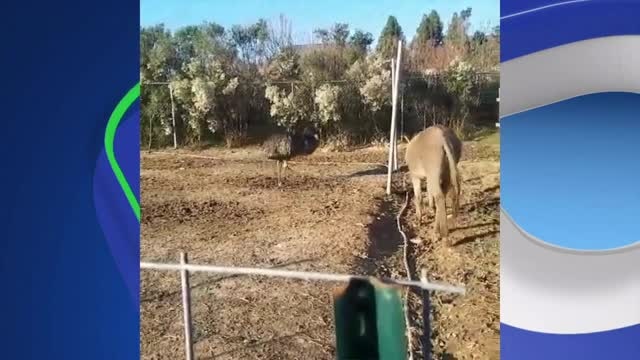 Famously in love donkey, emu