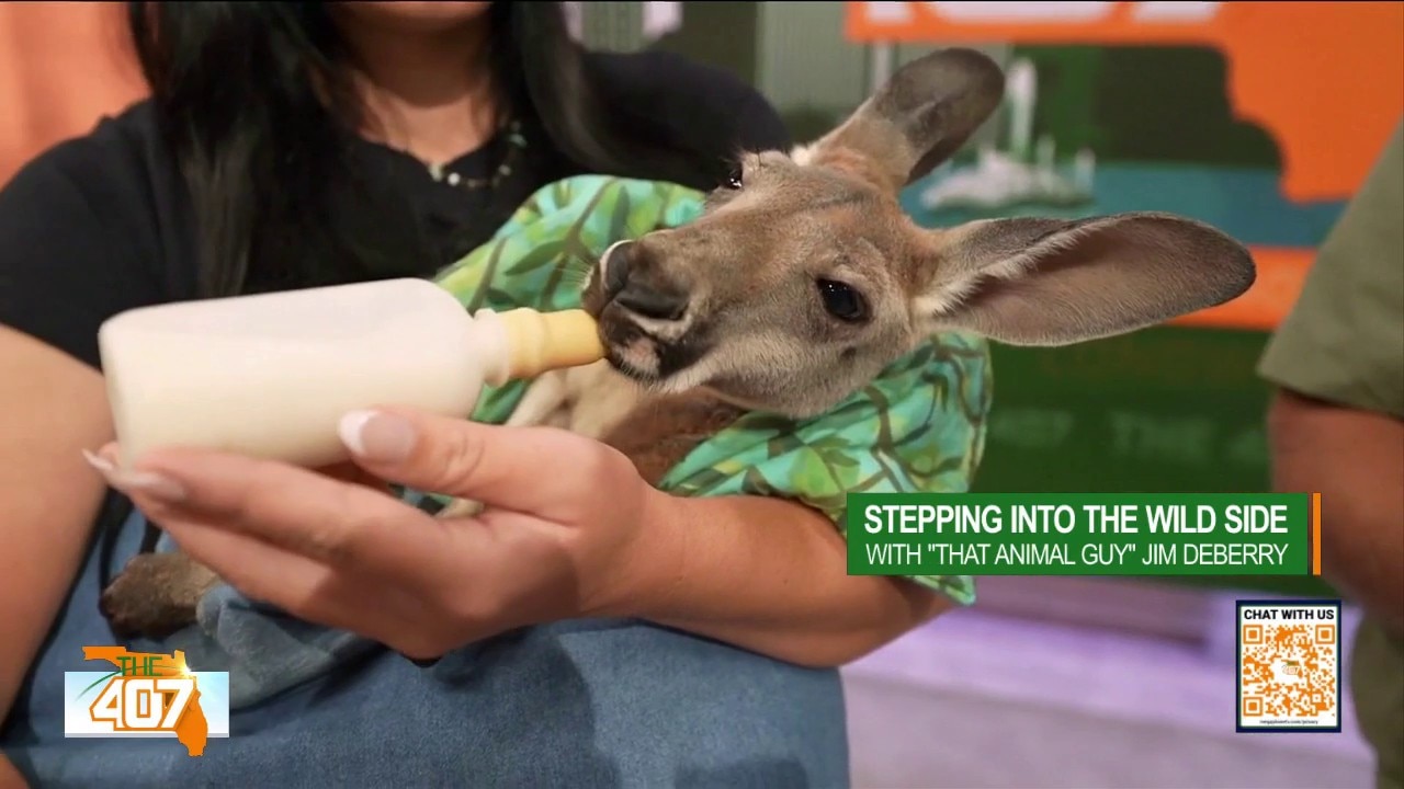 Baby Kangaroo, Boa Stop By The 407 Ahead of Nostalgia Con