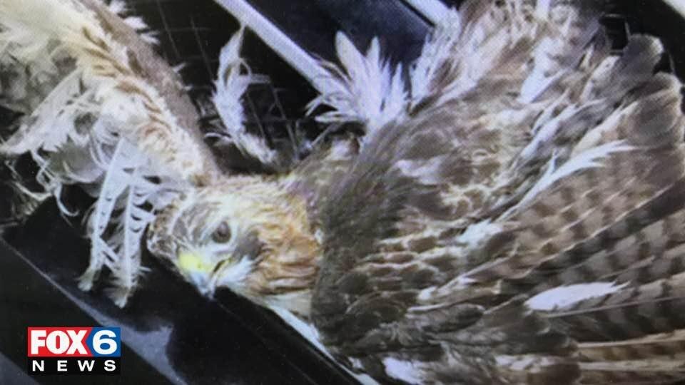 Griller the hawk