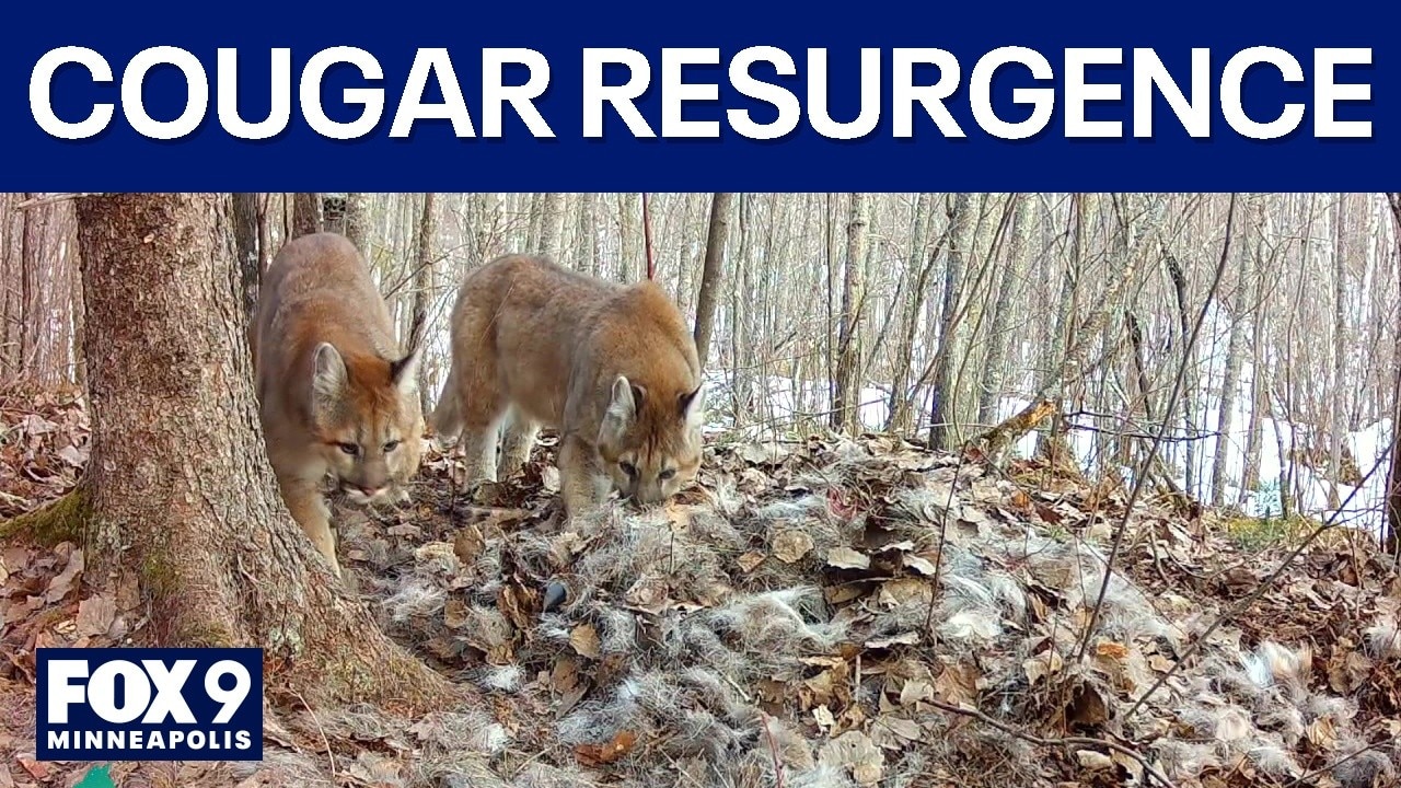 Cougar population rebounding in Minnesota