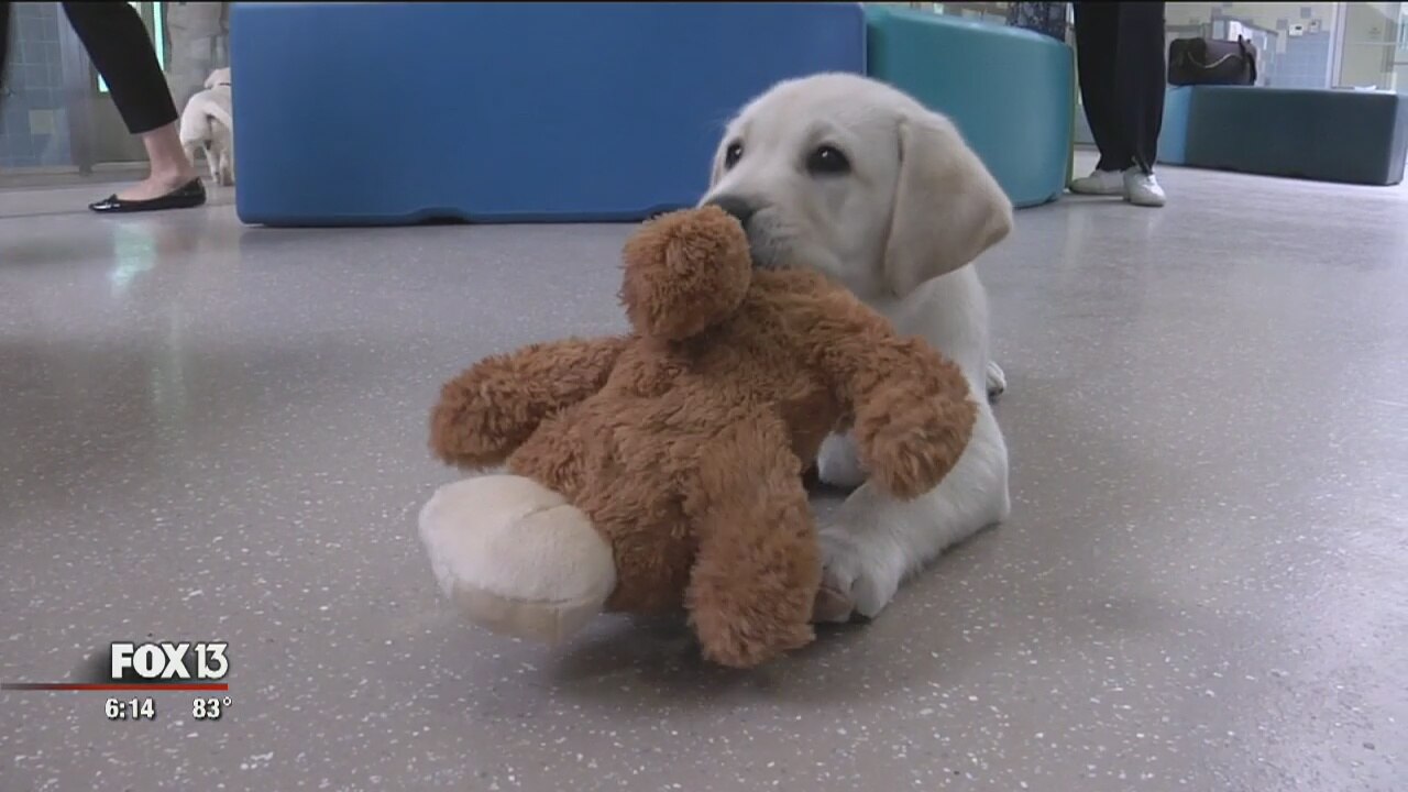 Southeastern Guide Dogs opens puppy academy