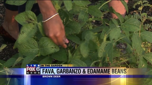 We grew three unusual species of beans this year, take a look