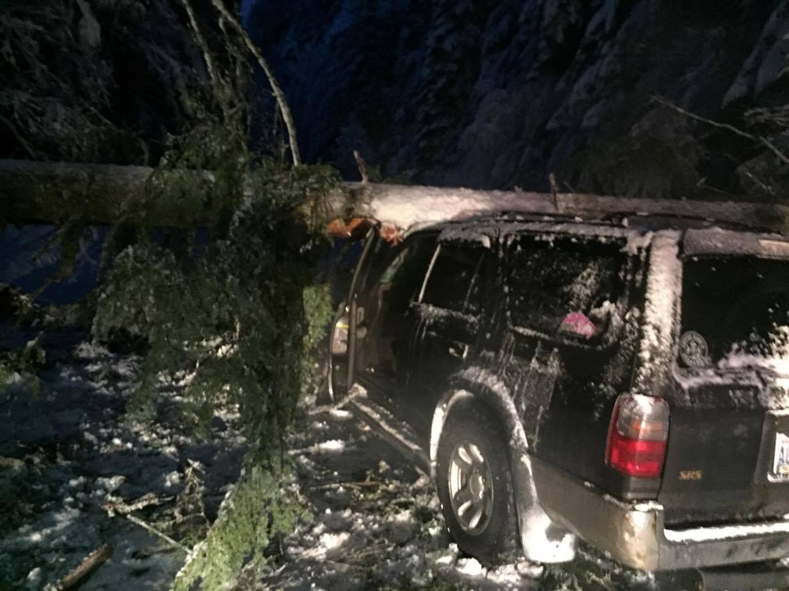 Nobody hurt as huge tree falls onto SUV near Crystal Mountain