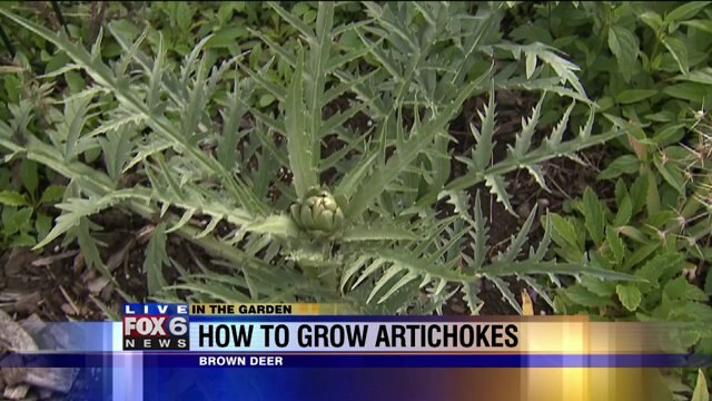 How to grow artichokes