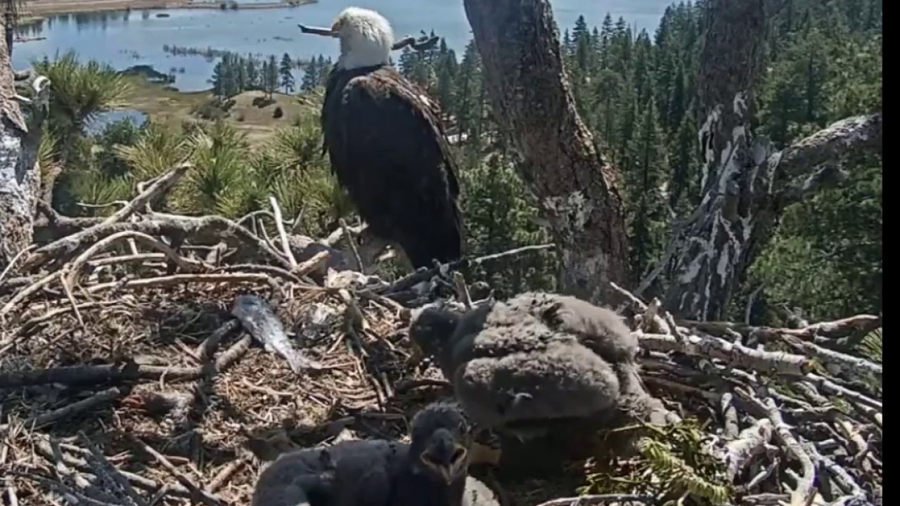 Big Bear eaglets get new names