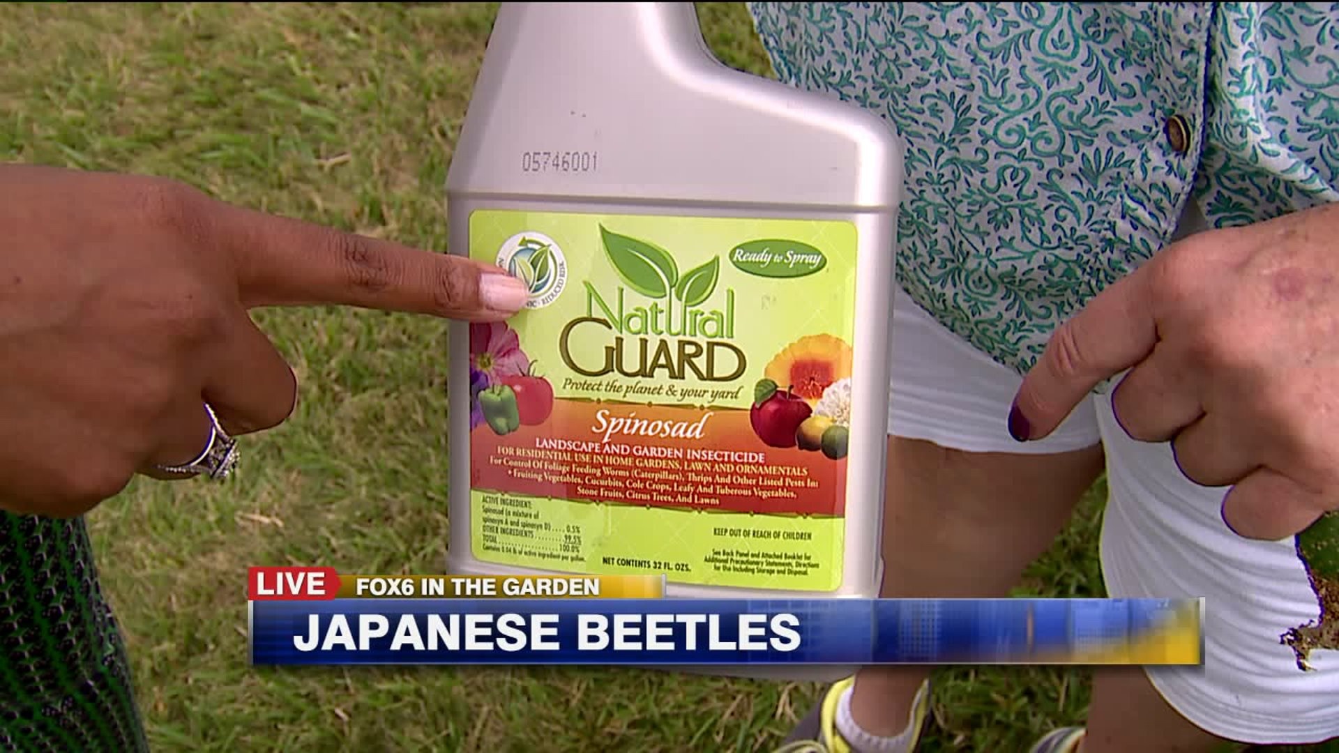 Japanese beetles