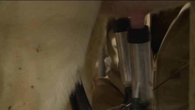 Chip learns the process of milking cows at Cozy Nook Farm