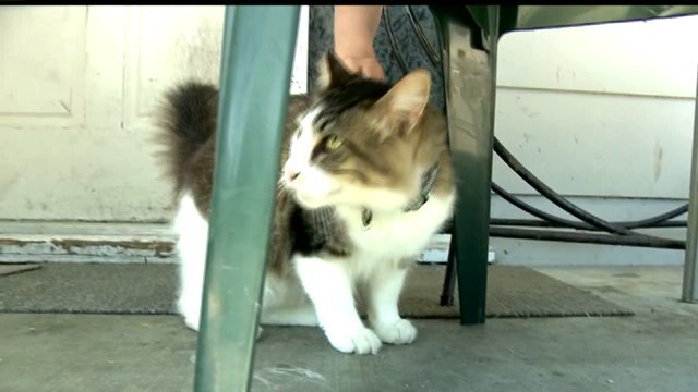 Cat hit with blow dart in Lake Stevens