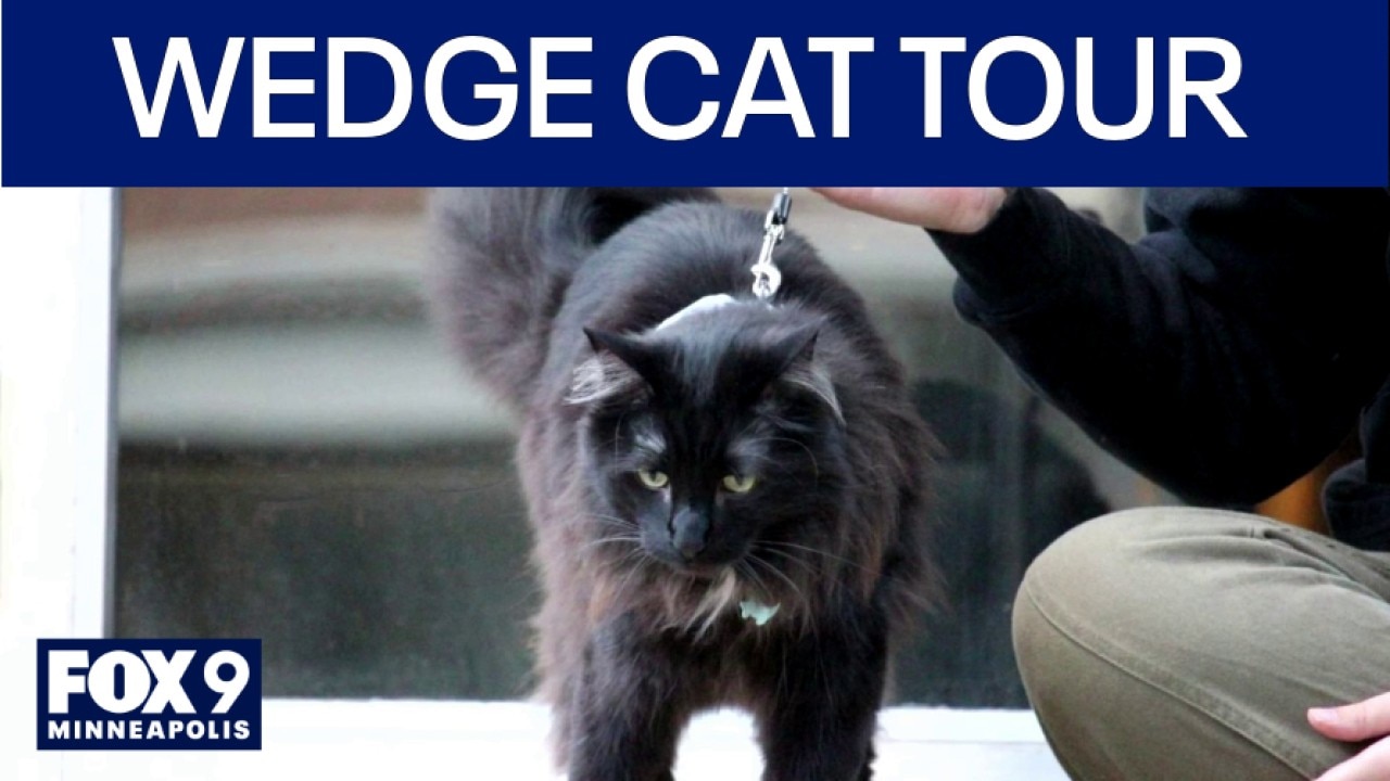 What to know about the annual Wedge Cat Tour 