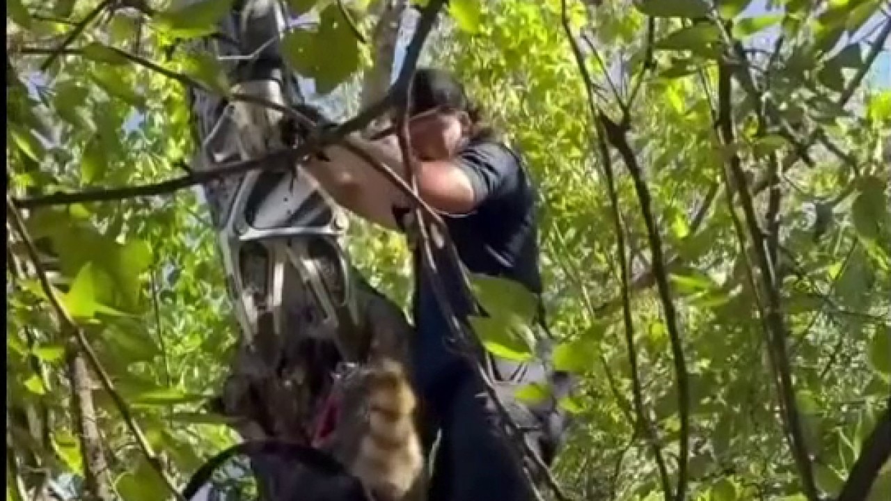 Austin firefighters rescue raccoon stuck in tree