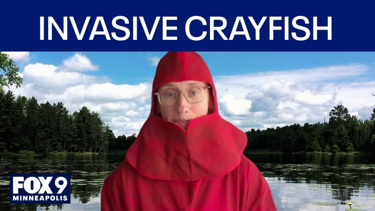 Turning an invasive species into dinner