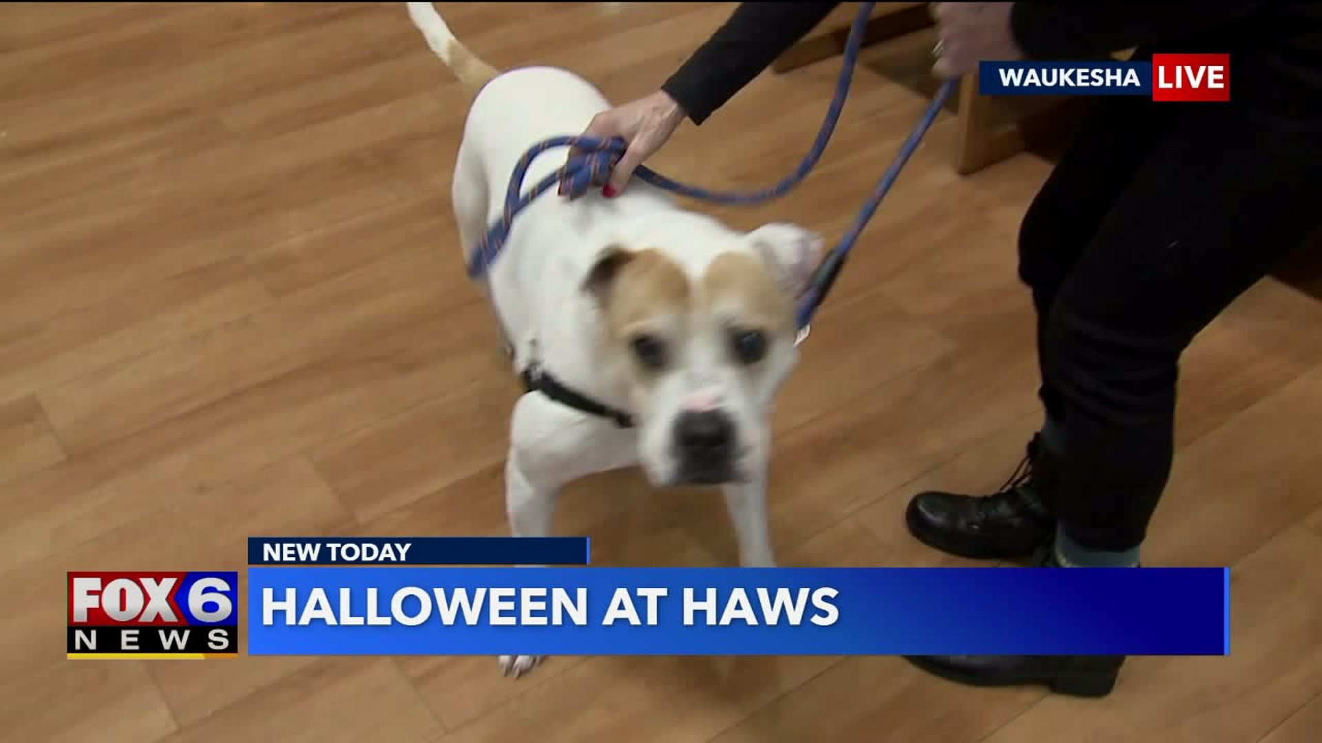 Dogs up for adoption