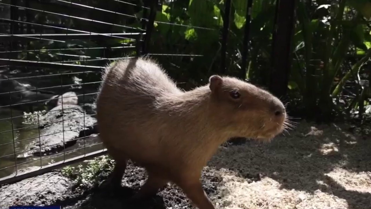 Capybaras at Horsepower for Kids