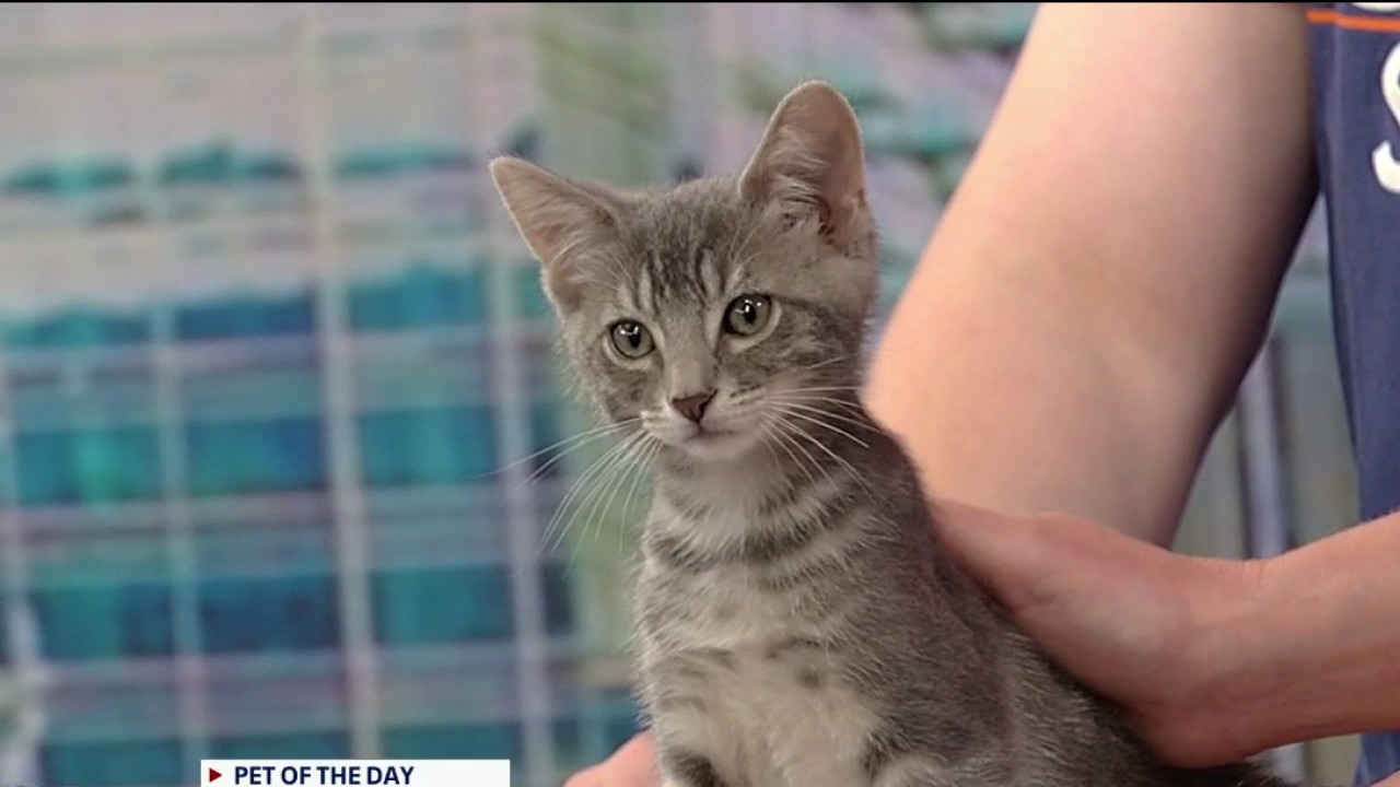 Pet of the day: Yoko