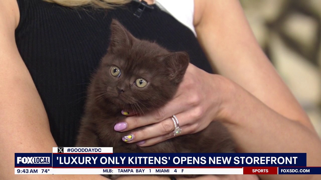Luxury Only Kittens Opens New Storefront