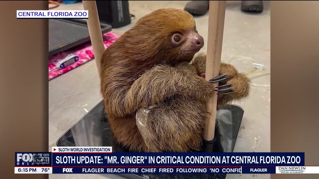 Rescued sloths remain critical as calls grow for oversight