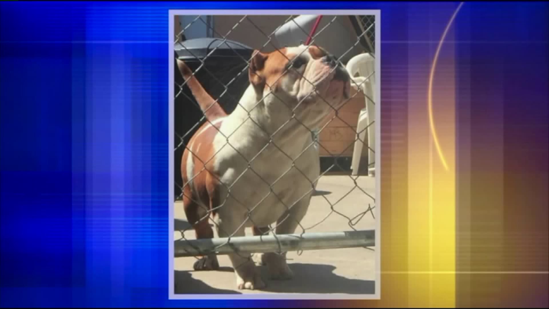 Dog stolen