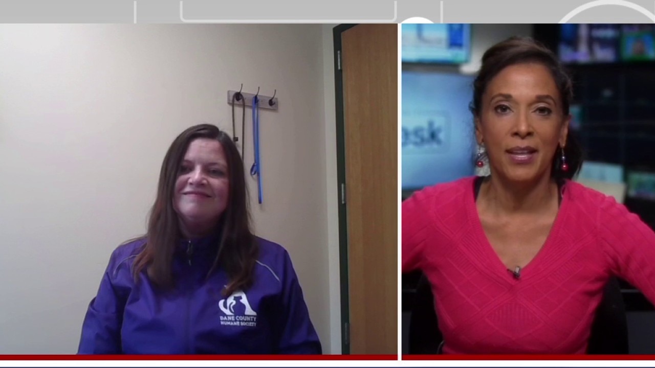 Ridglan Farms beagles: Humane Society gets involved