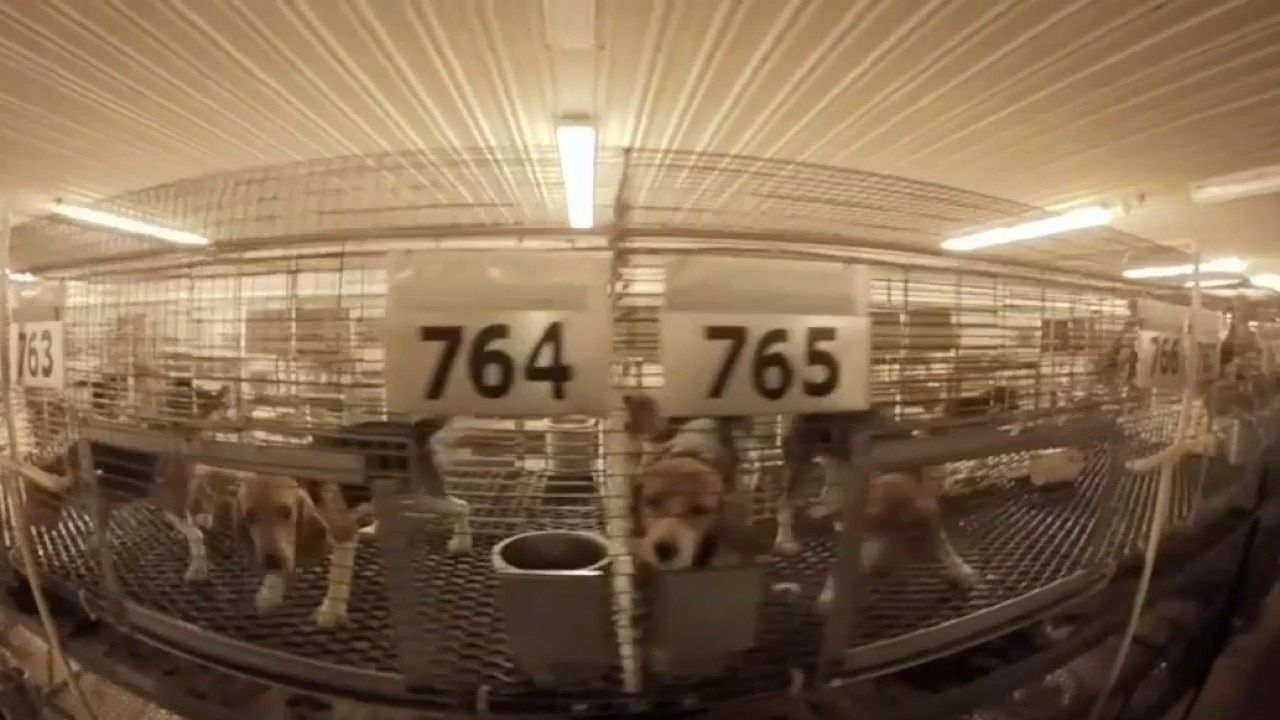 Rescue groups pay for release of 1,500 dogs