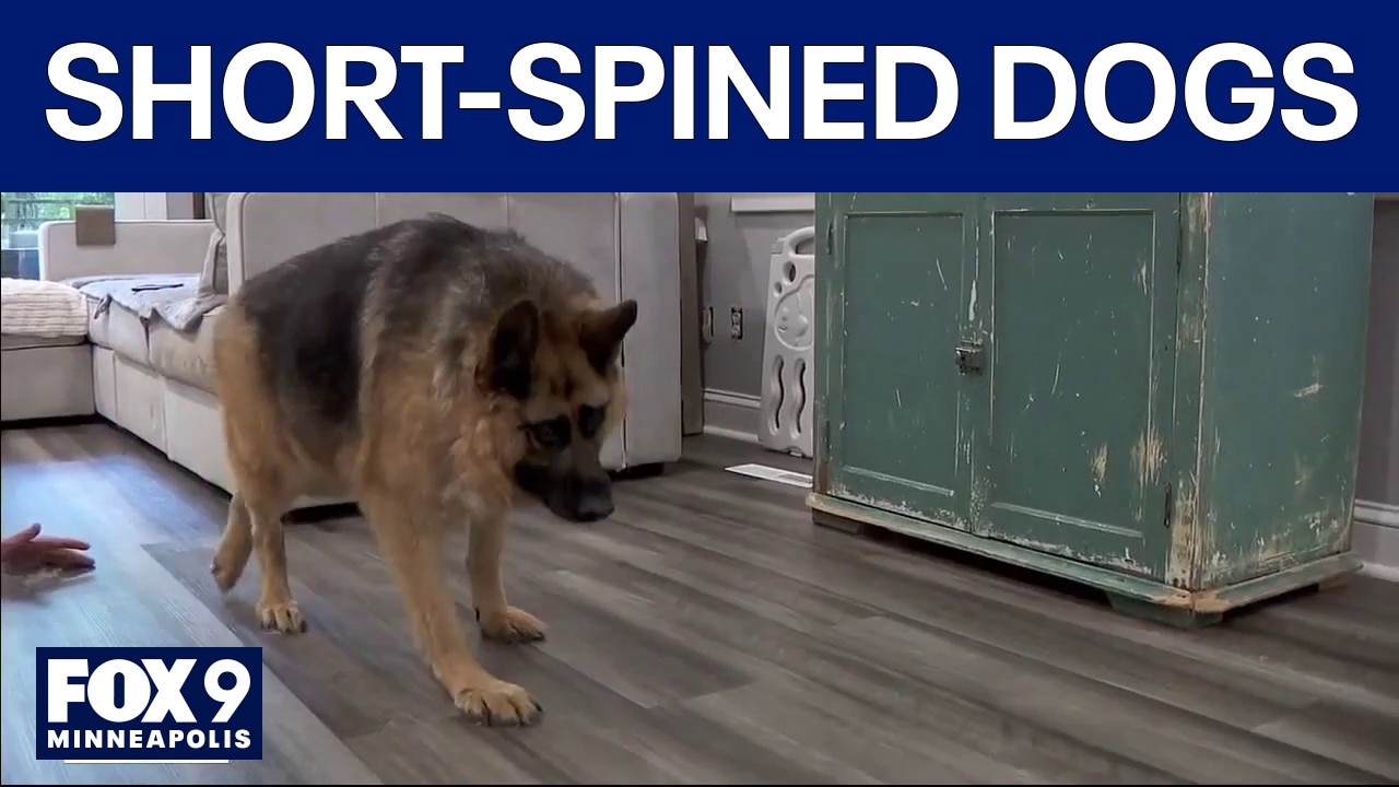 Jimothy the raccoon goes viral, shining spotlight on short-spined dogs