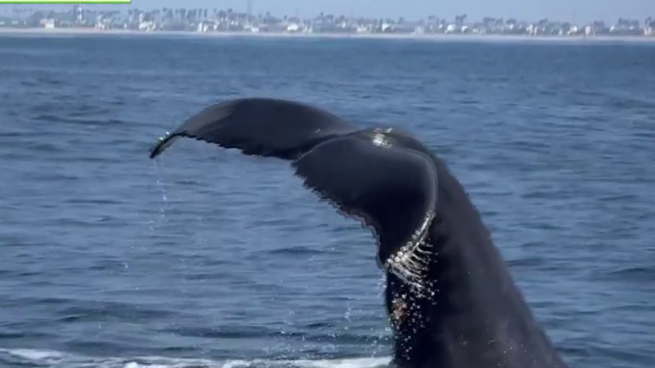 Humpback whales spotted off Newport Beach coast