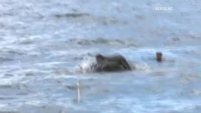 Elephant rescue