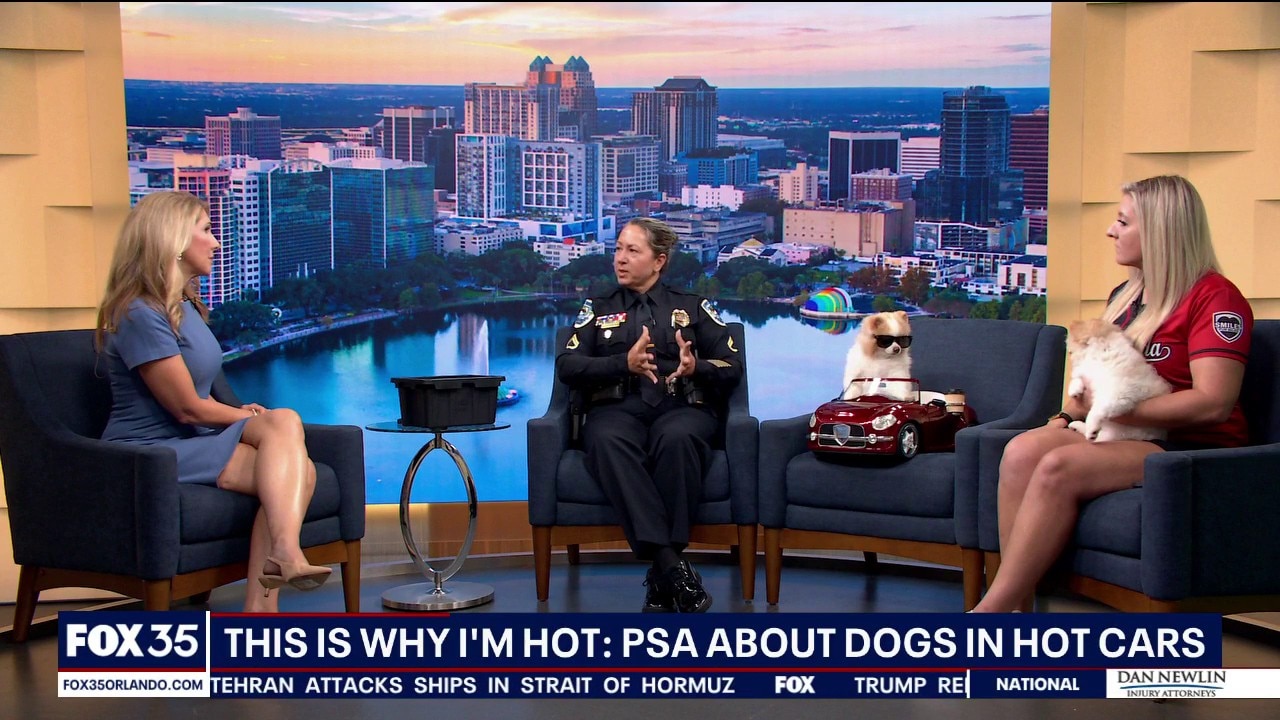 Viral Florida dog stars in PSA about hot cars, pet safety