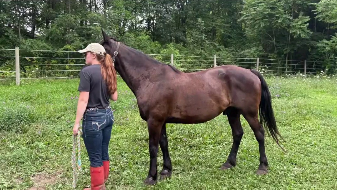 Milford business owner filed motion to get horses back