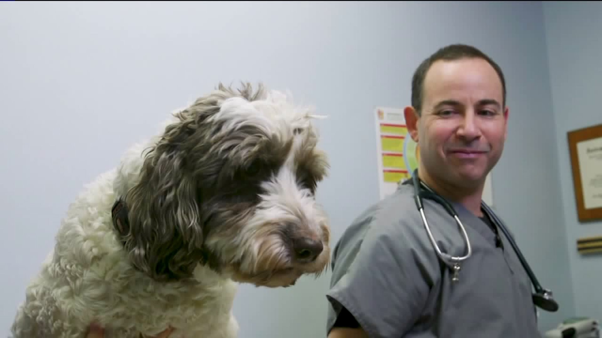 Should your pet try CBD?