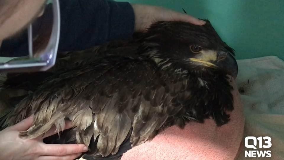 Bald Eagle shot and killed