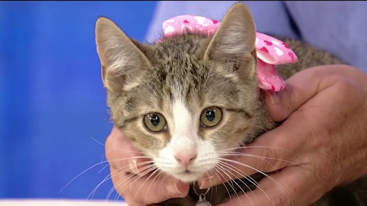 Pet of the day: Denali