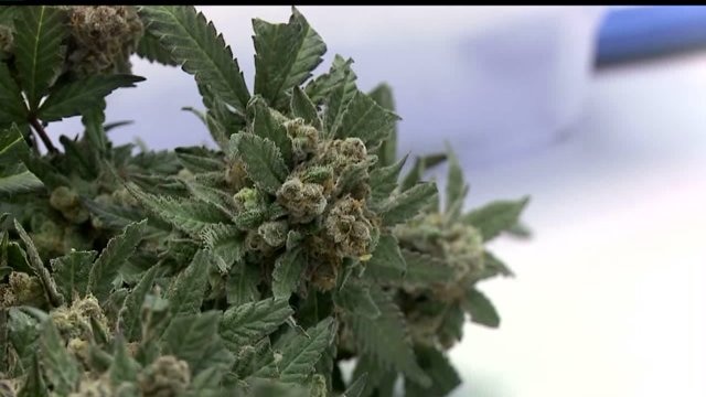 Pot Businesses