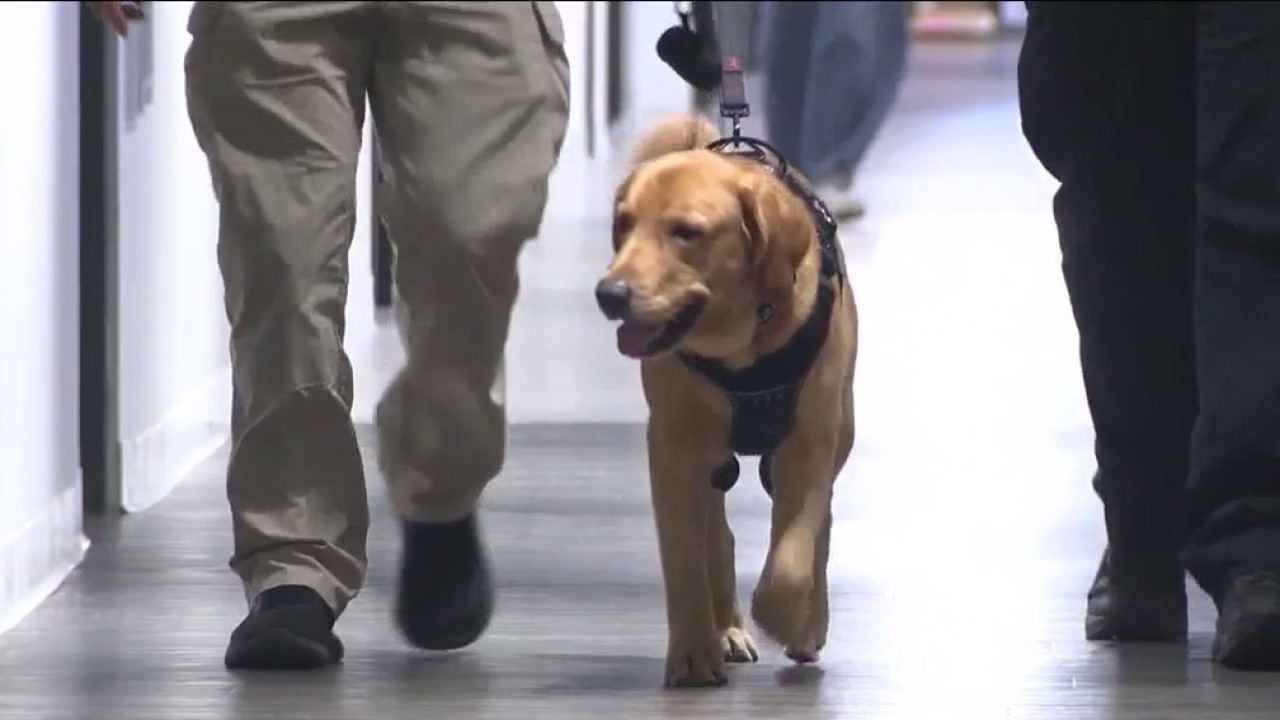 Gizmo is one of about 100 dogs in the U.S. training to sniff out electronic devices