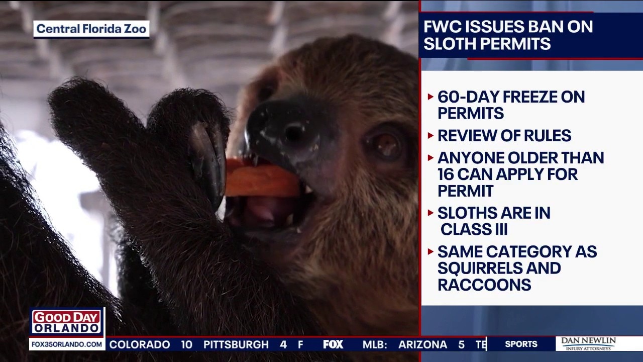 FWC issues temporary ban on Florida sloth permits