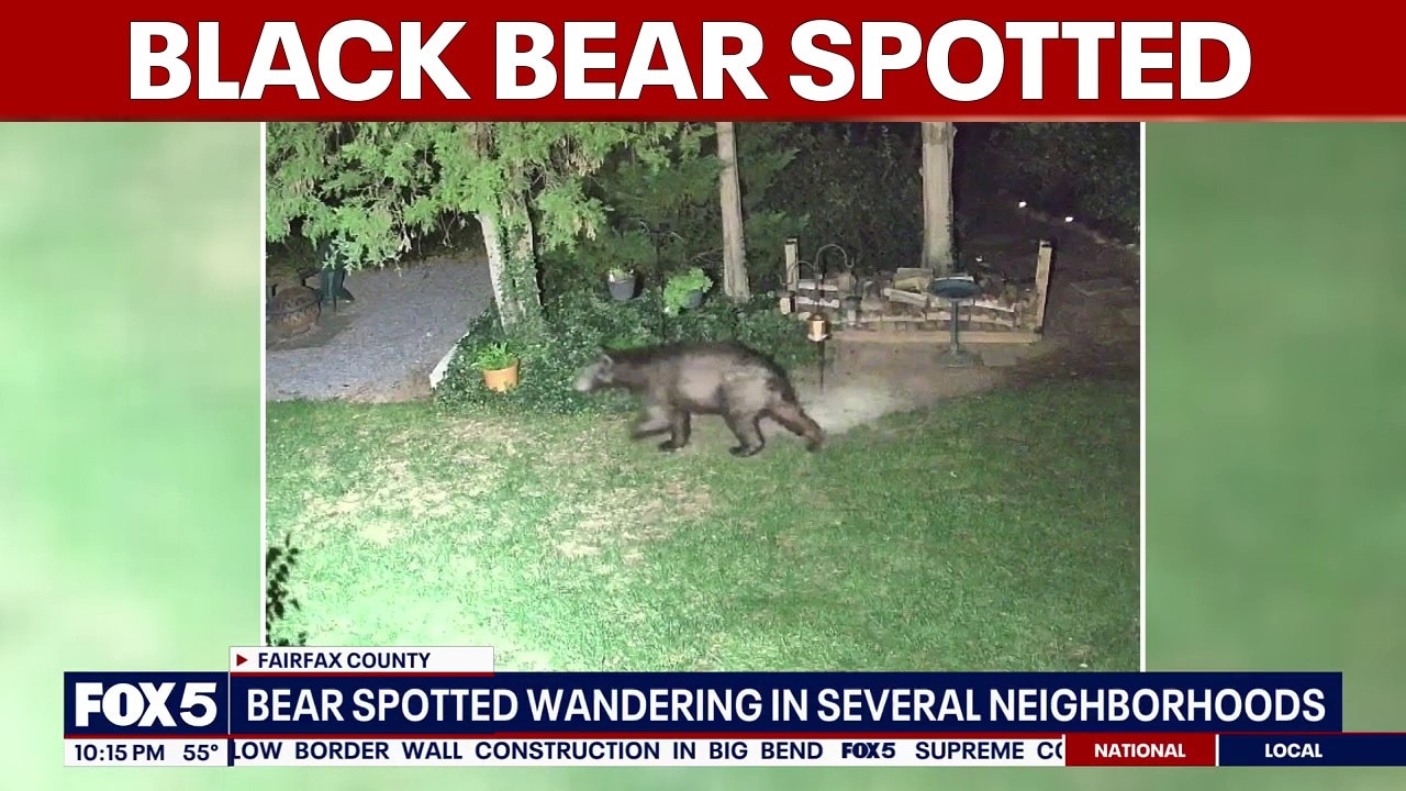 Black bear spotted wandering through Fairfax County neighborhood