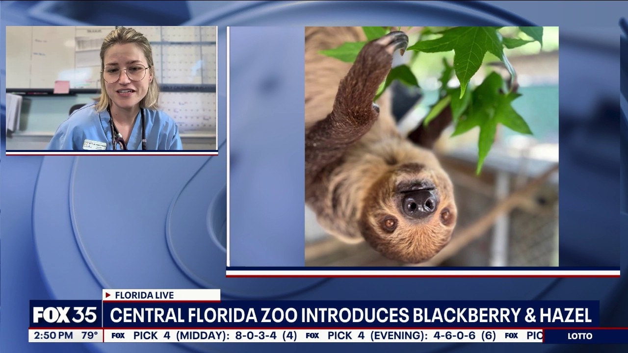Central Florida Zoo updates on status of sloths in care