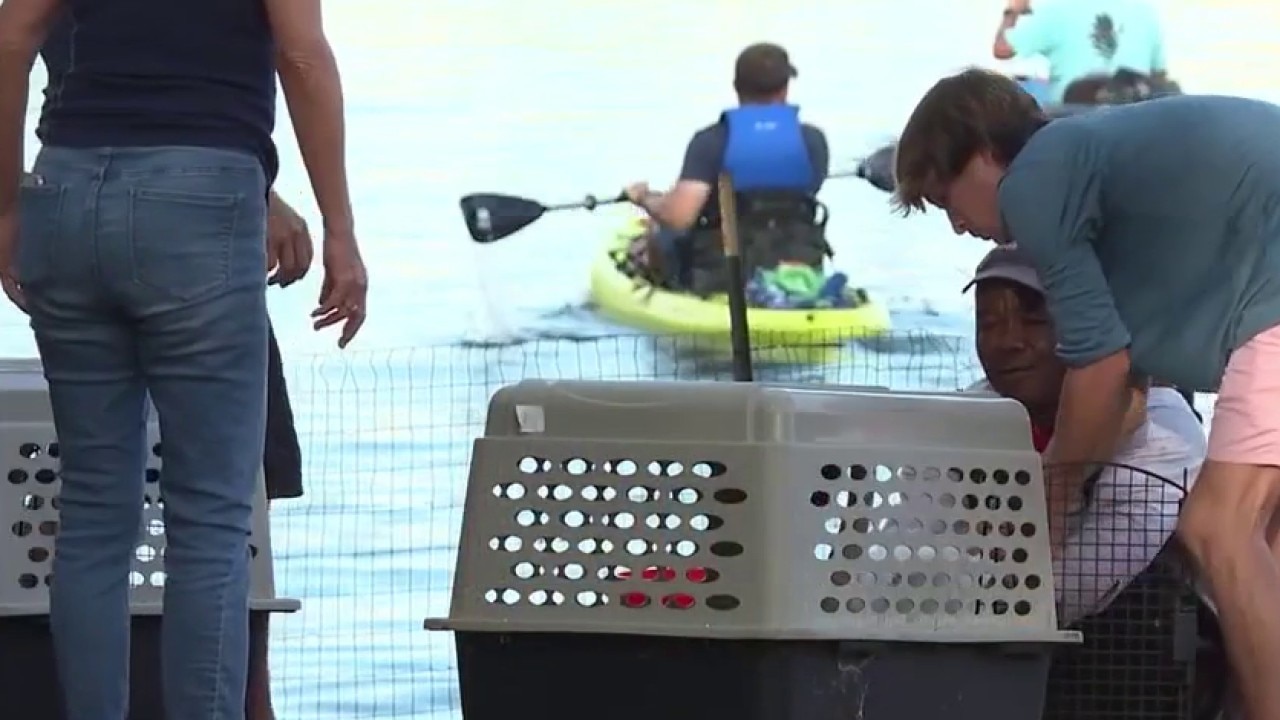 Lake Eola swans safely moved ahead of renovation