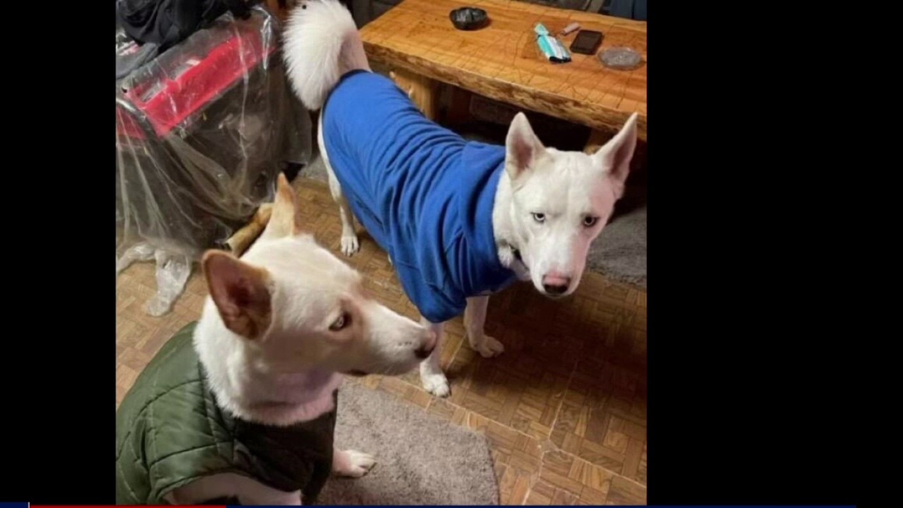 Family pets recovering after quadruple shooting in Livonia