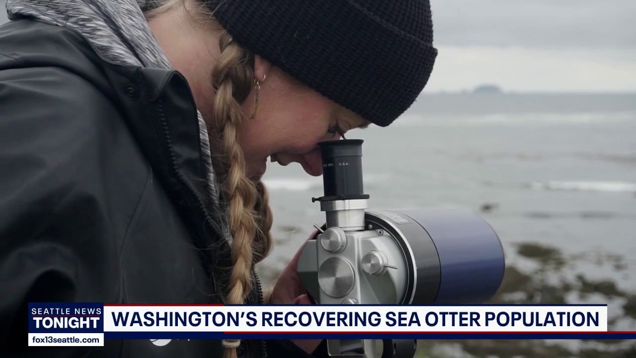 Scientists track Washington sea otter comeback