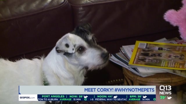 Meet Corky! A 12-Year-Old Jack Russell Terrier #WhyNotMePets