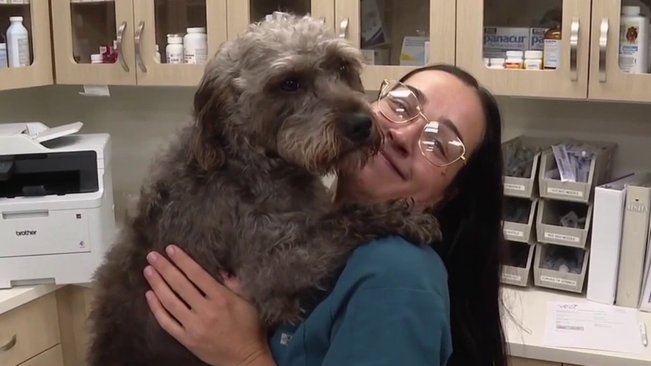 Tomlin Family Pet Hospital in Lutz