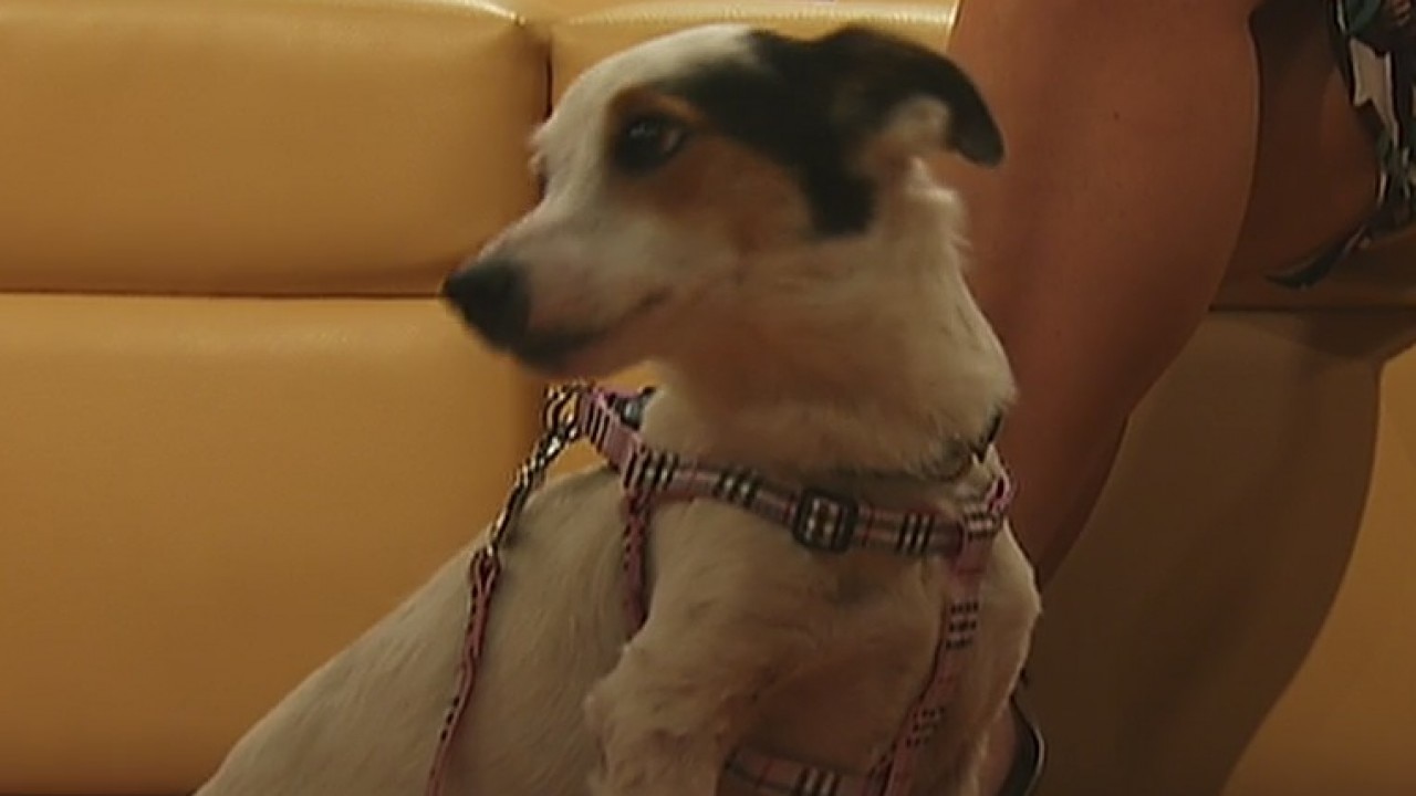 Pet of the Week: Richey