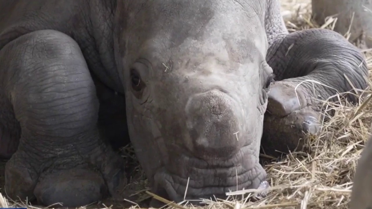 Baby boom at ZooTampa