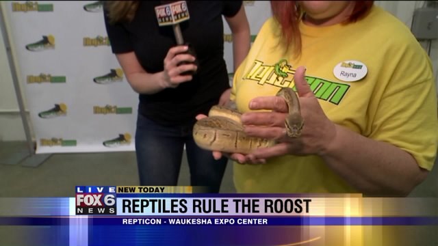 FOX6's Julie Collins gets up close and personal with snake, tarantula and more at "Repticon"