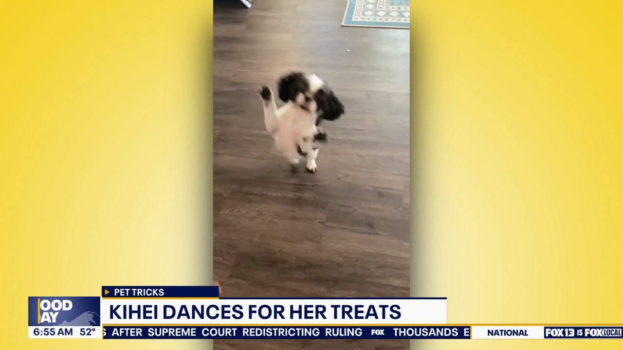 Pet Tricks for Friday, May 1
