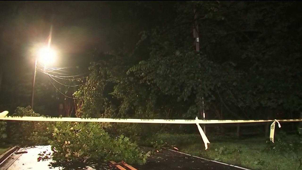 Multiple trees knocked down by overnight storms