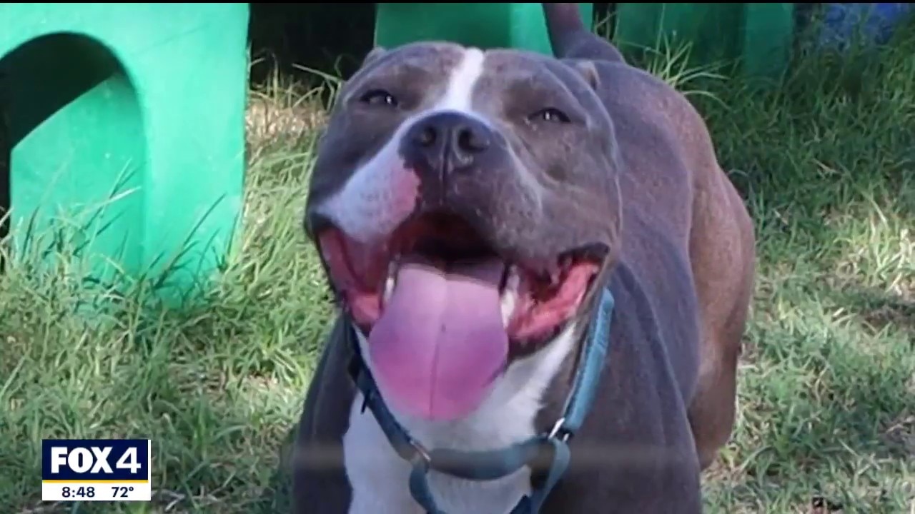 Dog of the Day: Bobby