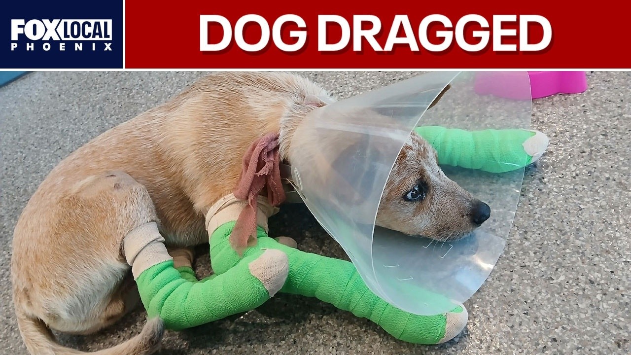 Safety concerns raised after dog is dragged by Phoenix light rail train