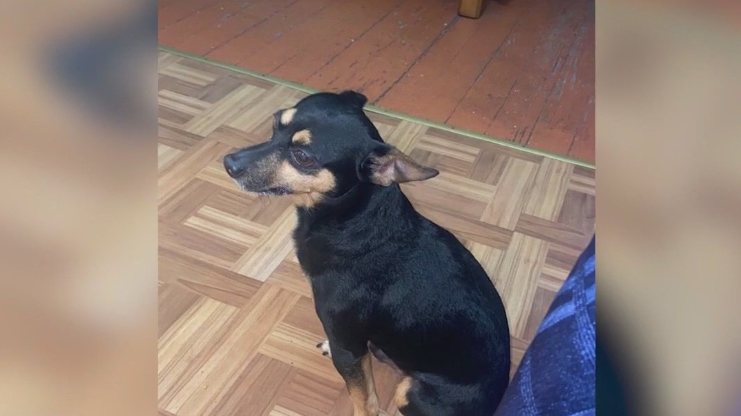 Car stolen with woman's dog inside