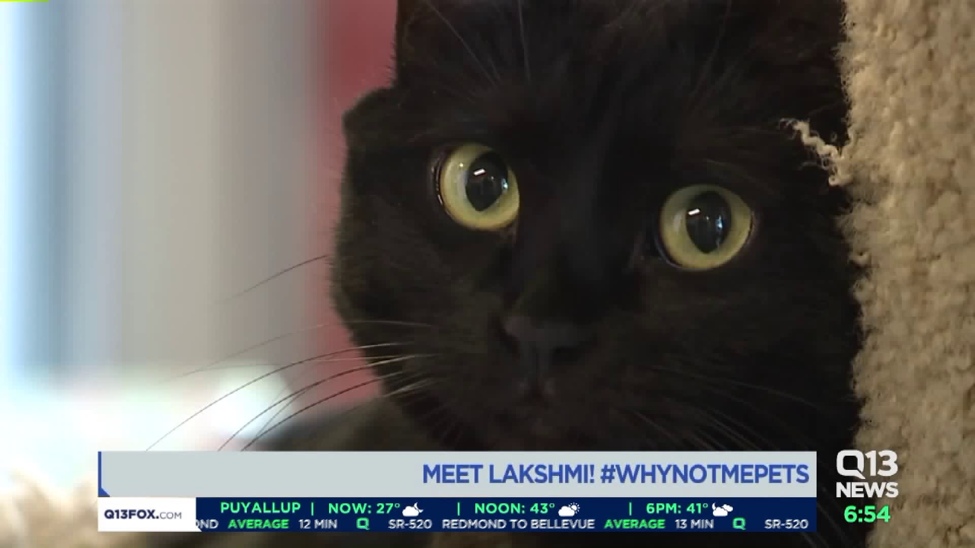 Meet Lakshmi! #WhyNotMePets
